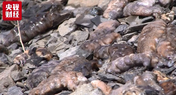 海參,大連海參,高溫,曉芹海參,秋參,漲價(jià) 海參,大連海參,高溫,曉芹海參,秋參,漲價(jià)