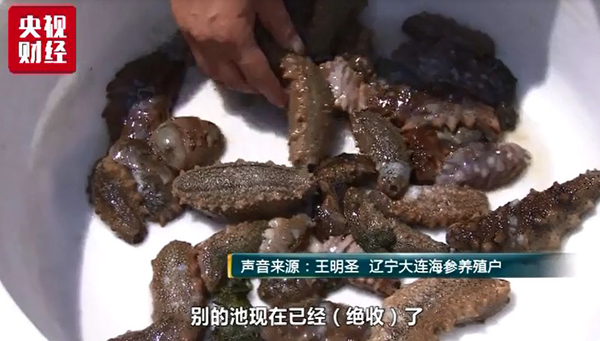 海參,大連海參,高溫,曉芹海參,秋參,漲價(jià) 海參,大連海參,高溫,曉芹海參,秋參,漲價(jià)