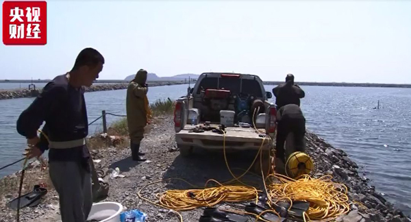 海參,大連海參,高溫,曉芹海參,秋參,漲價(jià) 海參,大連海參,高溫,曉芹海參,秋參,漲價(jià)