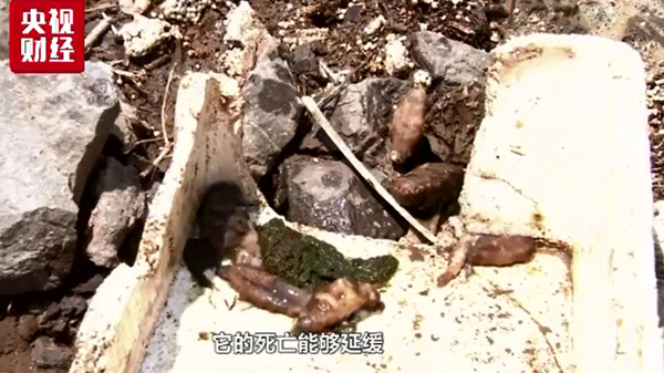 海參,大連海參,高溫,曉芹海參,秋參,漲價(jià) 海參,大連海參,高溫,曉芹海參,秋參,漲價(jià)